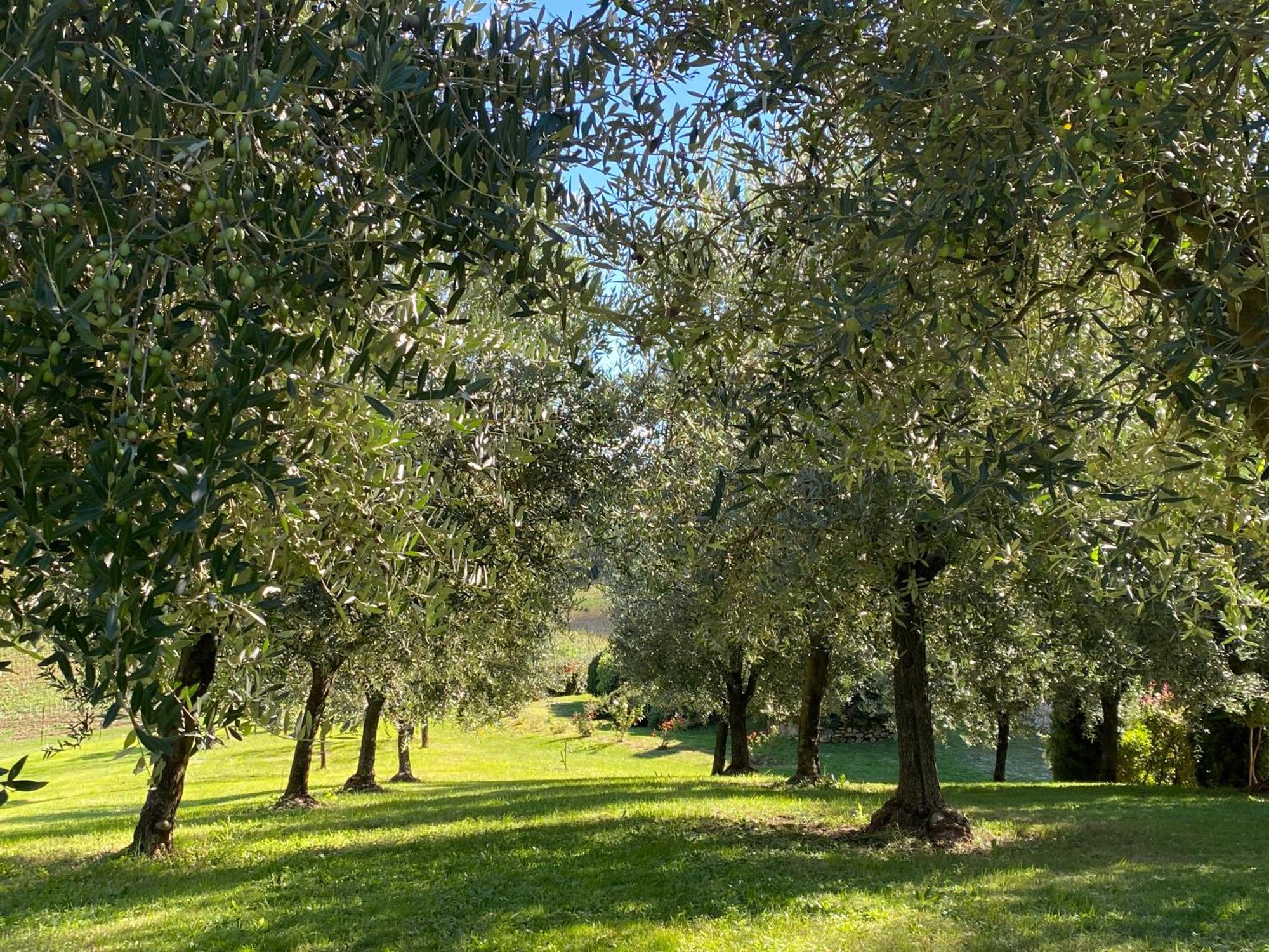 Podere Casanuova سان جيمينيانو المظهر الخارجي الصورة