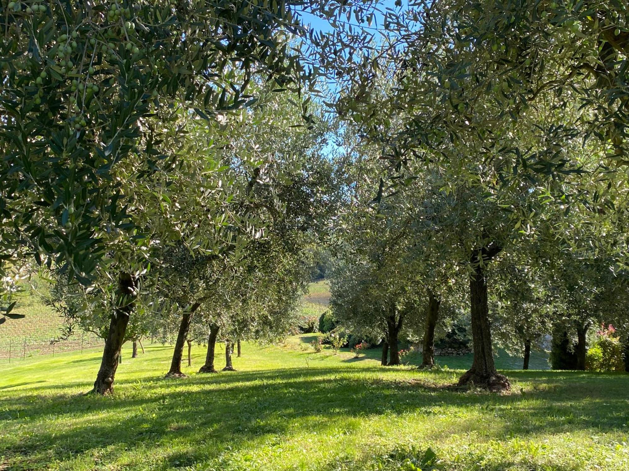 Podere Casanuova سان جيمينيانو المظهر الخارجي الصورة