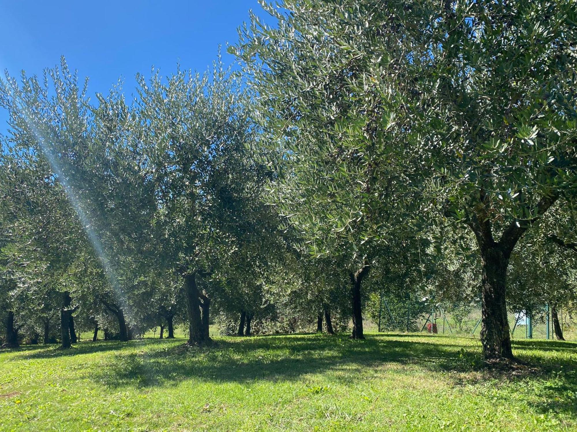 Podere Casanuova سان جيمينيانو المظهر الخارجي الصورة